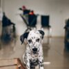 5 things to consider before getting a dog